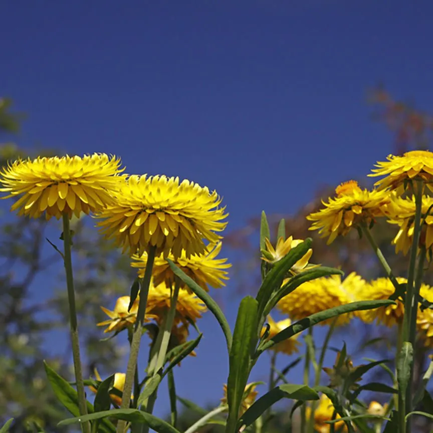 Helichrysum Bracteiferum Essential Oil